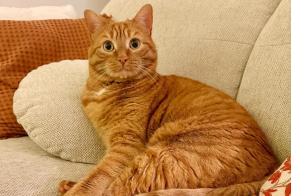 Avviso scomparsa Gatto Maschio, 5 anni Saint-Pierre-des-Corps Francia