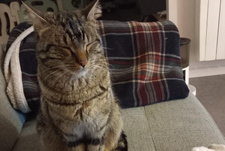 Avviso scomparsa Gatto  Maschio , 1 anni Orcemont Francia