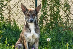 Avviso scomparsa Cane incrocio di razze Maschio, 2 anni Alby-sur-Chéran Francia