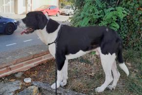 Avviso Ritrovamento Cane Maschio Le Mas-d'Azil Francia