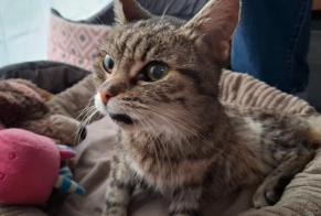 Avviso Ritrovamento Gatto incrocio di razze Femmina Aÿ-Champagne Francia