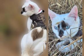 Avviso scomparsa Gatto incrocio di razze Femmina, 1 anni Aulnat Francia