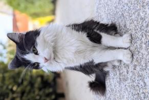 Avviso scomparsa Gatto Maschio, 5 anni Puteaux Francia