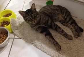 Avviso Ritrovamento Gatto incrocio di razze Maschio Massy Francia
