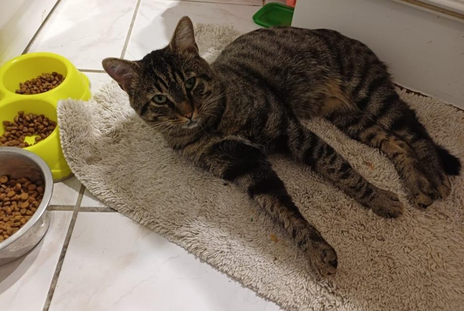 Avviso Ritrovamento Gatto incrocio di razze Maschio Massy Francia