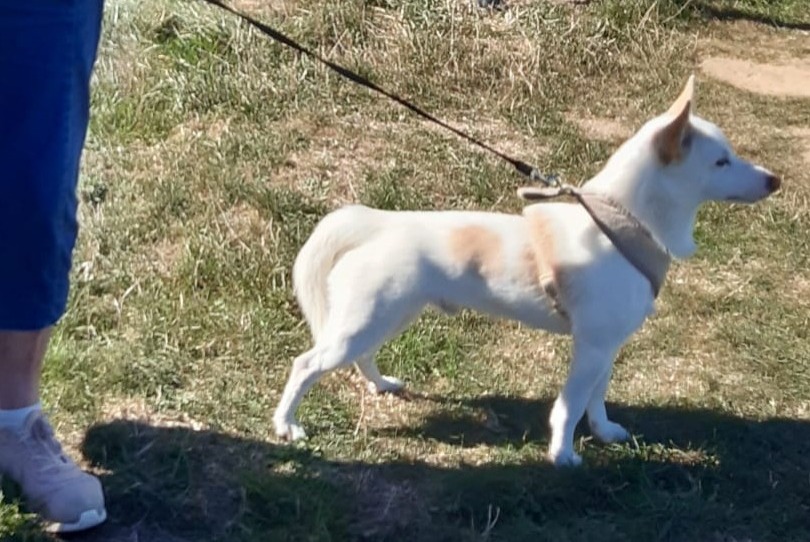 Avviso scomparsa Cane incrocio di razze Maschio , 1 anni Ploubazlanec Francia