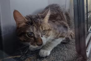 Avviso Ritrovamento Gatto Maschio, 2 anni Bordeaux Francia