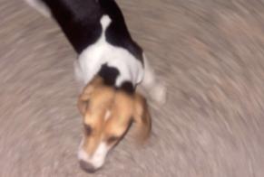 Avviso scomparsa Cane Femmina, 0 anni Mazan Francia