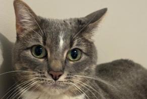 Avviso scomparsa Gatto Femmina, 5 anni Grenoble Francia