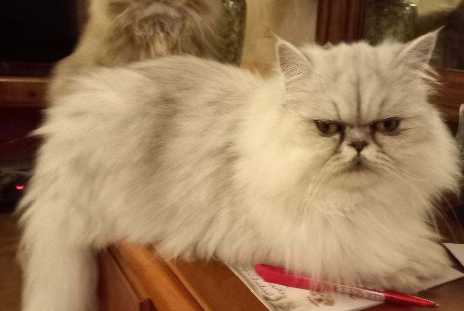Avviso scomparsa Gatto  Femmina , 4 anni Ombrée d'Anjou Francia
