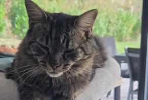 Avviso scomparsa Gatto incrocio di razze Femmina, 1 anni Fillière Francia