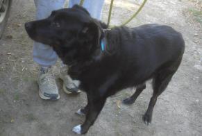 Avviso Ritrovamento Cane Femmina Saint-Amans-Soult Francia