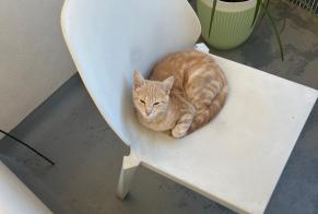 Avviso Ritrovamento Gatto Maschio Le Mans Francia