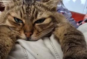 Avviso scomparsa Gatto Femmina, 10 anni Ahetze Francia