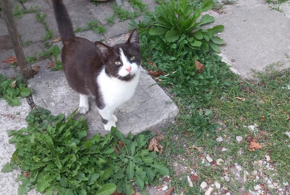 Avviso Ritrovamento Gatto Femmina Auxon Francia
