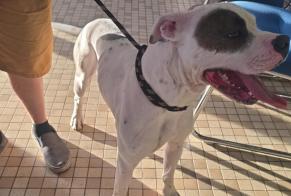Avviso Ritrovamento Cane incrocio di razze Maschio Muneville-sur-Mer Francia