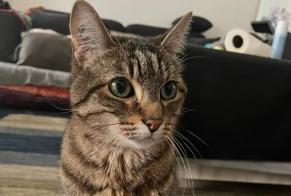 Avviso scomparsa Gatto Maschio, 18 anni Lyon Francia