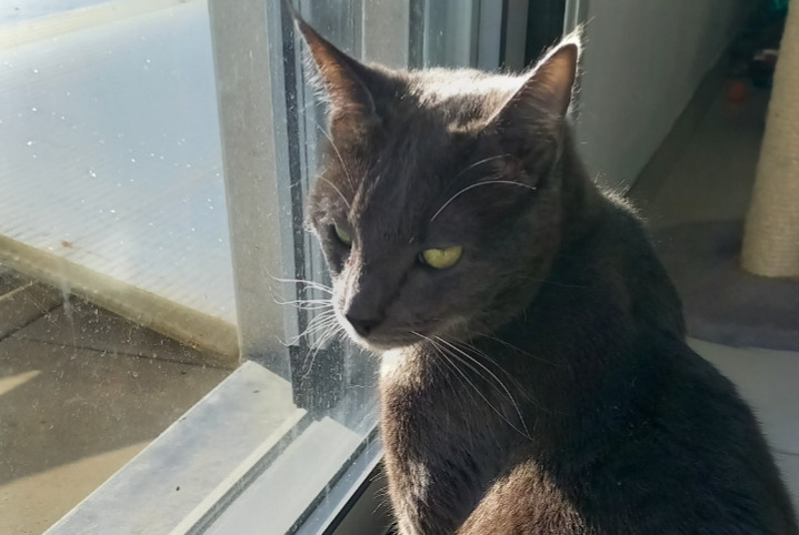 Avviso scomparsa Gatto incrocio di razze Maschio , 2 anni Saint-Trivier-sur-Moignans Francia