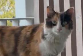 Avviso Ritrovamento Gatto Femmina Clermont-Ferrand Francia