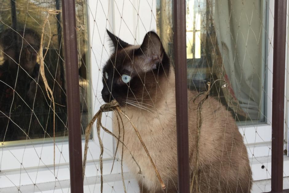 Avviso scomparsa Gatto  Maschio , 3 anni Luynes Francia