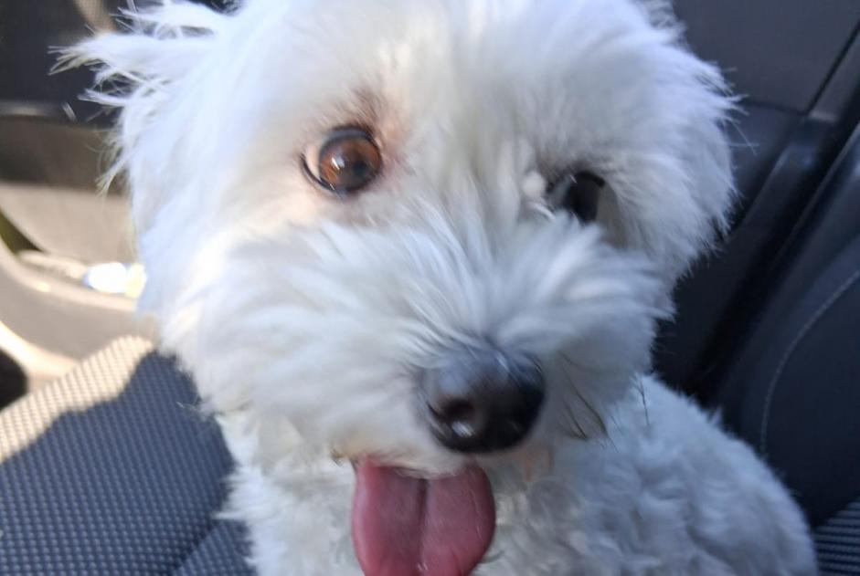 Avviso Ritrovamento Cane  Femmina Libercourt Francia
