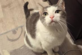 Avviso scomparsa Gatto Femmina, 7 anni Paris Francia
