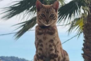 Avviso scomparsa Gatto Maschio, 2 anni Grasse Francia