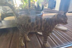 Avviso Ritrovamento Gatto incrocio di razze Maschio Narbonne Francia