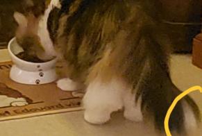 Avviso scomparsa Gatto incrocio di razze Maschio, 9 anni Les Hauts-d'Anjou Francia