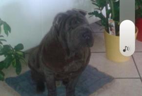Avviso scomparsa Cane Femmina, 8 anni Sarbazan Francia