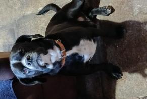 Avviso Ritrovamento Cane incrocio di razze Maschio Lannion Francia