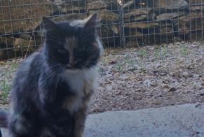 Avviso Ritrovamento Gatto Femmina La Chailleuse Francia
