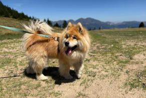 Avviso scomparsa Cane Femmina, 11 anni Guenrouet Francia