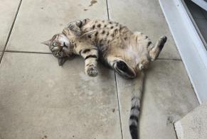 Avviso scomparsa Gatto incrocio di razze Maschio, 8 anni Lozanne Francia