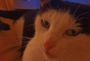 Avviso scomparsa Gatto Maschio, 4 anni Roannes-Saint-Mary Francia