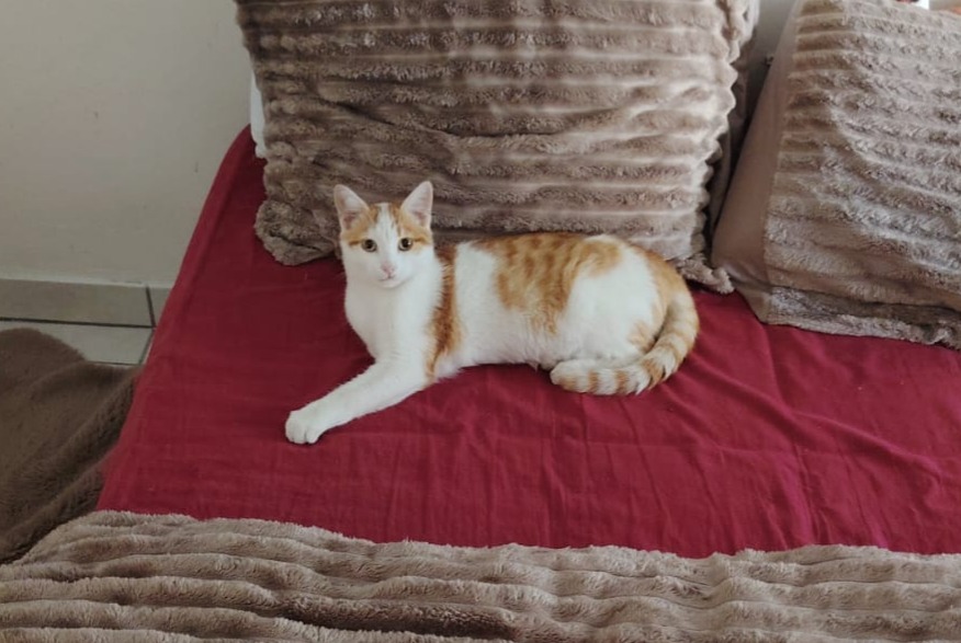 Avviso Ritrovamento Gatto Maschio Sainte-Sigolène Francia