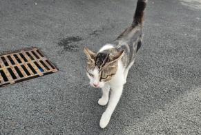 Avviso Ritrovamento Gatto Femmina Saint-Pée-sur-Nivelle Francia