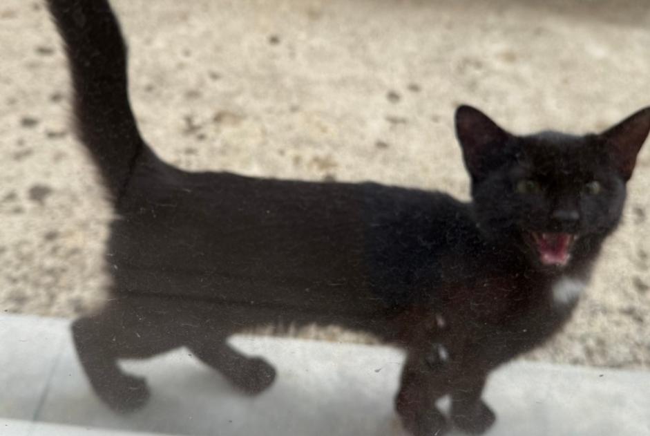 Avviso Ritrovamento Gatto incrocio di razze Non conosciuta Hauteville-lès-Dijon Francia