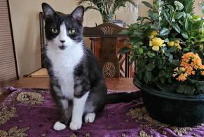 Avviso scomparsa Gatto incrocio di razze Maschio, 7 anni Hendaye Francia