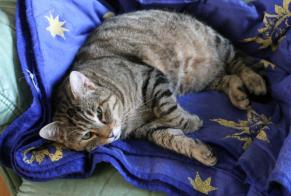 Avviso scomparsa Gatto Maschio, 5 anni Vendenheim Francia