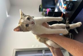 Avviso Ritrovamento Gatto Femmina Otterswiller Francia