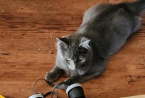 Avviso scomparsa Gatto Maschio, 0 anni La Hague Francia