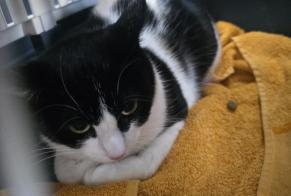 Avviso scomparsa Gatto incrocio di razze Femmina, 1 anni Juziers Francia