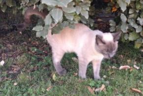 Avviso scomparsa Gatto incrocio di razze Maschio, 2 anni Gabriac Francia