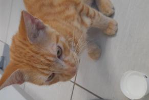 Avviso Ritrovamento Gatto Maschio Les Abymes Francia