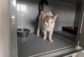 Avviso Ritrovamento Gatto Femmina, 2 anni Carrières-sur-Seine Francia