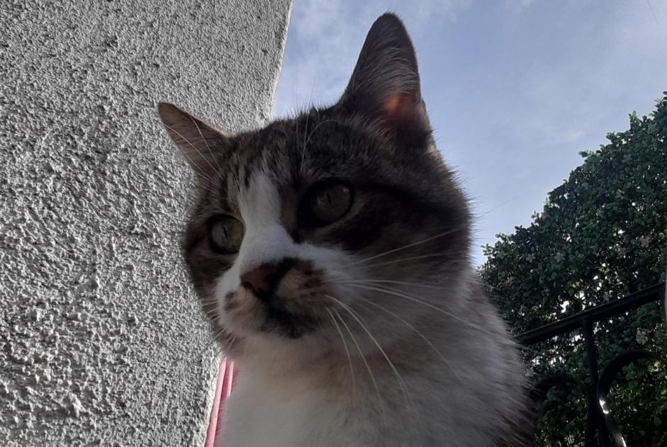 Avviso Ritrovamento Gatto Femmina Le Martinet Francia