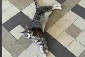 Avviso scomparsa Gatto Maschio, 2 anni Malakoff Francia