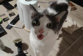 Avviso Ritrovamento Gatto Maschio Roanne Francia