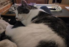 Avviso scomparsa Gatto Maschio, 3 anni Vue Francia